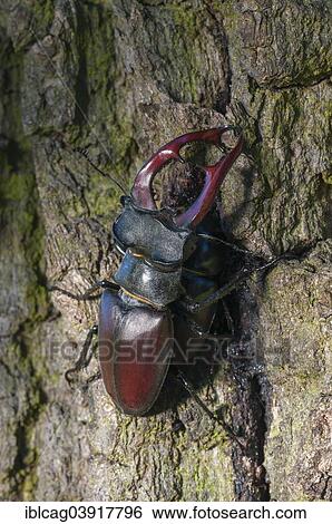 Stock Photograph - "Stag Beetle pair (Lucanus cervus) on an oak, Hesse, Germany, Europe". Fotosearch