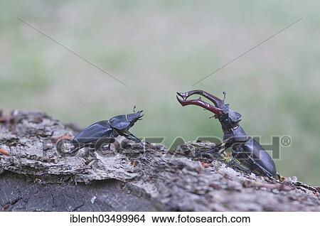 "Stag Beetles (Lucanus cervus), Lingen, Emsland, Lower Saxony, Germany, Europe" View Large Photo Image Picture - "Stag Beetles (Lucanus cervus), Lingen, Emsland, Lower Saxony, Germany, Europe". Fotosearch