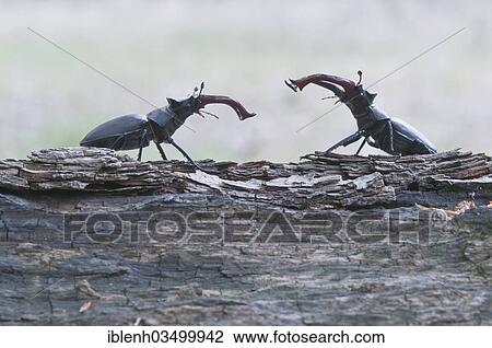 "Stag Beetles (Lucanus cervus), Lingen, Emsland, Lower Saxony, Germany, Europe" View Large Photo Image Stock Image - "Stag Beetles (Lucanus cervus), Lingen, Emsland, Lower Saxony, Germany, Europe". Fotosearch