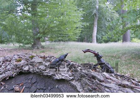 Stock Image - "Stag Beetles (Lucanus cervus), Lingen, Emsland, Lower Saxony, Germany, Europe". Fotosearch