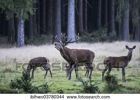 "Stag (Cervus elaphus) in rut bugling on a clearing, dominant stag with harem, Rennsteig, Thuringia, Germany, Europe" View Large Photo Image Picture - "Stag (Cervus elaphus) in rut bugling on a clearing, dominant stag with harem, Rennsteig, Thuringia, Germany, Europe". Fotosearch