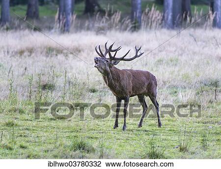 Stock Image - "Stag (Cervus elaphus) in rut bugling on a clearing, Rennsteig, Thuringia, Germany, Europe". Fotosearch