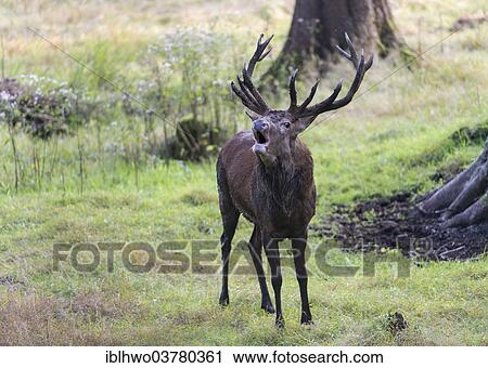 "Stag (Cervus elaphus) in rut bugling on a clearing, Rennsteig, Thuringia, Germany, Europe" View Large Photo Image Stock Image - "Stag (Cervus elaphus) in rut bugling on a clearing, Rennsteig, Thuringia, Germany, Europe". Fotosearch