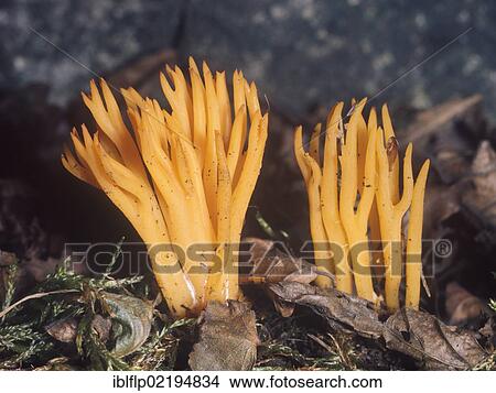 Stag horn fungus (Calocera viscosa) View Large Photo Image Picture - Stag horn fungus (Calocera viscosa). Fotosearch