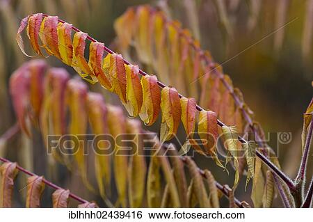 "Staghorn Sumac (Rhus typhina), leaves, autumn" View Large Photo Image Stock Photograph - "Staghorn Sumac (Rhus typhina), leaves, autumn". Fotosearch