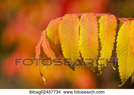 Picture - "Staghorn Sumac (Rhus typhina), close-up of leaves in autumn colours". Fotosearch