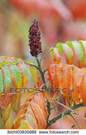 "Staghorn Sumac (Rhus typhina), inflorescence and leaves in autumn, native to North America" View Large Photo Image Stock Photo - "Staghorn Sumac (Rhus typhina), inflorescence and leaves in autumn, native to North America". Fotosearch