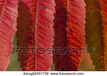"Staghorn Sumac (Rhus typhina), close-up of leaves in autumn colours" View Large Photo Image Stock Photograph - "Staghorn Sumac (Rhus typhina), close-up of leaves in autumn colours". Fotosearch