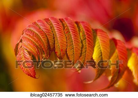 "Staghorn Sumac (Rhus typhina), close-up of leaves in autumn colours" View Large Photo Image Stock Photography - "Staghorn Sumac (Rhus typhina), close-up of leaves in autumn colours". Fotosearch