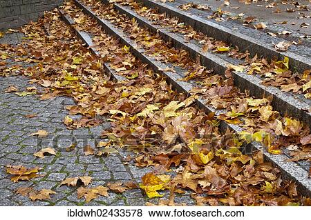 "Staircase with autumn leaves in the historic city centre of Cologne, Rhineland, North Rhine-Westphalia, Germany, Europe, PublicGround, Europe" View Large Photo Image Stock Photo - "Staircase with autumn leaves in the historic city centre of Cologne, Rhineland, North Rhine-Westphalia, Germany, Europe, PublicGround, Europe". Fotosearch