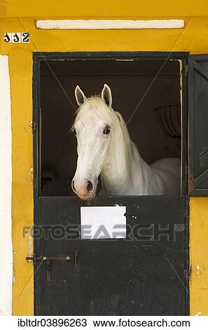 "Stallion in his box stall during the Feria del Caballo Horse Fair, Jerez de la Frontera, Cadiz province, Andalusia, Spain, Europe" View Large Photo Image Stock Image - "Stallion in his box stall during the Feria del Caballo Horse Fair, Jerez de la Frontera, Cadiz province, Andalusia, Spain, Europe". Fotosearch