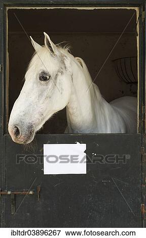 "Stallion in his box stall during the Feria del Caballo Horse Fair, Jerez de la Frontera, Cadiz province, Andalusia, Spain, Europe" View Large Photo Image Stock Photo - "Stallion in his box stall during the Feria del Caballo Horse Fair, Jerez de la Frontera, Cadiz province, Andalusia, Spain, Europe". Fotosearch