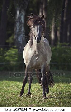 "Stallion, Konik or Polish wild horse" View Large Photo Image Stock Photo - "Stallion, Konik or Polish wild horse". Fotosearch