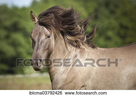"Stallion, Konik or Polish wild horse, portrait" View Large Photo Image Stock Photograph - "Stallion, Konik or Polish wild horse, portrait". Fotosearch