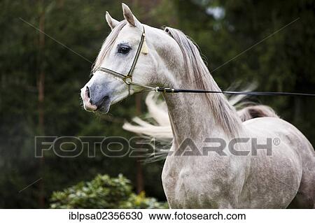 "Stallion posturing, Arabian stallion, gray, portrait, wearing a show halter, North Tyrol, Austria, Europe" View Large Photo Image Stock Image - "Stallion posturing, Arabian stallion, gray, portrait, wearing a show halter, North Tyrol, Austria, Europe". Fotosearch