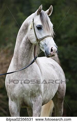 "Stallion posturing, Arabian stallion, gray, portrait, wearing a show halter, North Tyrol, Austria, Europe" View Large Photo Image Stock Image - "Stallion posturing, Arabian stallion, gray, portrait, wearing a show halter, North Tyrol, Austria, Europe". Fotosearch