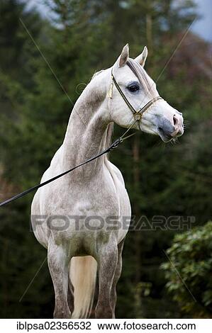 "Stallion posturing, Arabian stallion, gray, portrait, wearing a show halter, North Tyrol, Austria, Europe" View Large Photo Image Stock Image - "Stallion posturing, Arabian stallion, gray, portrait, wearing a show halter, North Tyrol, Austria, Europe". Fotosearch
