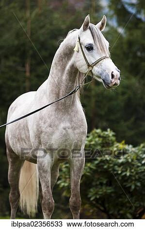 "Stallion posturing, Arabian stallion, gray, portrait, wearing a show halter, North Tyrol, Austria, Europe" View Large Photo Image Stock Image - "Stallion posturing, Arabian stallion, gray, portrait, wearing a show halter, North Tyrol, Austria, Europe". Fotosearch
