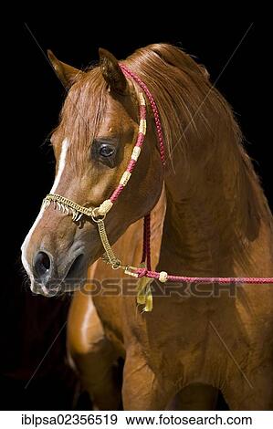 "Stallion posturing, Arabian stallion, fox, portrait, wearing a show halter, North Tyrol, Austria, Europe" View Large Photo Image Stock Photo - "Stallion posturing, Arabian stallion, fox, portrait, wearing a show halter, North Tyrol, Austria, Europe". Fotosearch