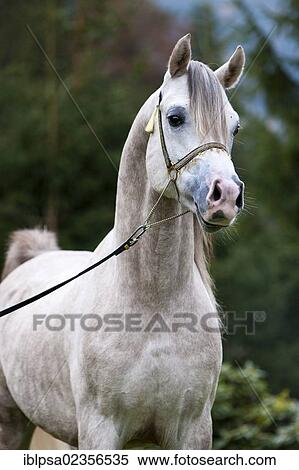 "Stallion posturing, Arabian stallion, gray, portrait, wearing a show halter, North Tyrol, Austria, Europe" View Large Photo Image Stock Photography - "Stallion posturing, Arabian stallion, gray, portrait, wearing a show halter, North Tyrol, Austria, Europe". Fotosearch