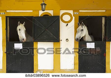 "Stallions in their box stalls during the Feria del Caballo Horse Fair, Jerez de la Frontera, Cadiz province, Andalusia, Spain, Europe" View Large Photo Image Stock Photograph - "Stallions in their box stalls during the Feria del Caballo Horse Fair, Jerez de la Frontera, Cadiz province, Andalusia, Spain, Europe". Fotosearch