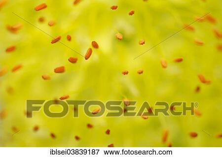 "Stamens, Denseflower Mullein (Verbascum densiflorum), macro shot, detail" View Large Photo Image Stock Photo - "Stamens, Denseflower Mullein (Verbascum densiflorum), macro shot, detail". Fotosearch