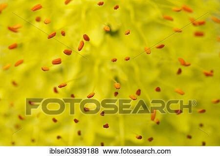 Stock Photo - "Stamens, Denseflower Mullein (Verbascum densiflorum), macro shot, detail". Fotosearch