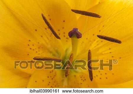 Stamens of a yellow Tulip (Tulipa sp. ) View Large Photo Image Stock Image - Stamens of a yellow Tulip (Tulipa sp. ). Fotosearch