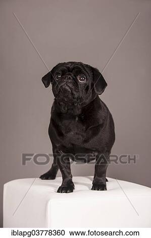 Standing black Pug View Large Photo Image Stock Image - Standing black Pug. Fotosearch