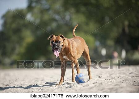 Stock Photograph - Standing boxer with a ball on the beach, Baltic Sea, Mecklenburg-Western Pomerania, Germany, Europe. Fotosearch