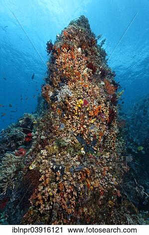 "Standing coral reef with a dense vegetation of lower animals, Great Barrier Reef, UNESCO World Natural Heritage Site, Pacific Ocean, Queensland, Australia, Oceania" View Large Photo Image Stock Image - "Standing coral reef with a dense vegetation of lower animals, Great Barrier Reef, UNESCO World Natural Heritage Site, Pacific Ocean, Queensland, Australia, Oceania". Fotosearch