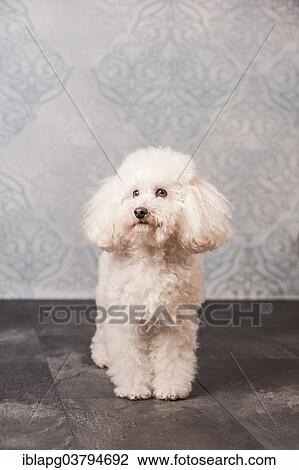 Standing toy poodle View Large Photo Image Stock Image - Standing toy poodle. Fotosearch
