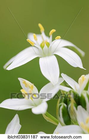 Stock Photo - "Star-of-Bethlehem (Ornithogalum umbellatum), flowers, Provence, Southern France, France, Europe". Fotosearch