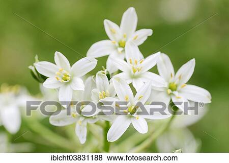 "Star-of-Bethlehem (Ornithogalum umbellatum), flowers, Provence, Southern France, France, Europe" View Large Photo Image Stock Photo - "Star-of-Bethlehem (Ornithogalum umbellatum), flowers, Provence, Southern France, France, Europe". Fotosearch