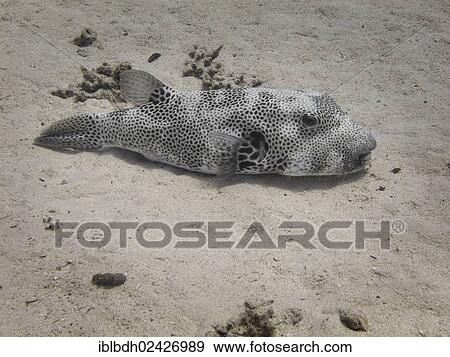Stock Photo - "Star Puffer or Starry Toadfish (Arothron stellatus), Mangrove Bay, Red Sea, Egypt, Africa". Fotosearch