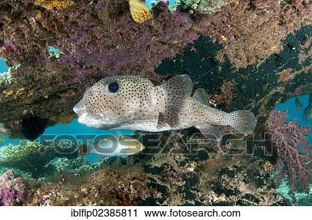 "Star Pufferfish (Arothron stellatus), and Checkerboard Wrasse (Halichoeres hortulanus), adults, swimming under table coral ledge, Gam Island, Dampier Straits, Raja Ampat Islands, Four Kings, West Papua, New Guinea, Indonesia, Southeast Asia, Asia" View Large Photo Image Stock Image - "Star Pufferfish (Arothron stellatus), and Checkerboard Wrasse (Halichoeres hortulanus), adults, swimming under table coral ledge, Gam Island, Dampier Straits, Raja Ampat Islands, Four Kings, West Papua, New Guinea, Indonesia, Southeast Asia, Asia". Fotosearch