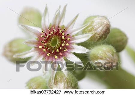 Star-shaped flower of a Houseleek (Sempervivum grandiflorum) View Large Photo Image Stock Photo - Star-shaped flower of a Houseleek (Sempervivum grandiflorum). Fotosearch