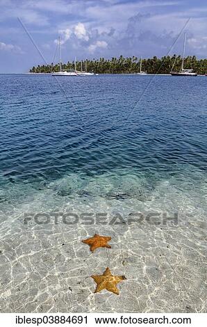 "Starfish (Asteroidea) in the crystal clear water, tropical island of Cayos Chichime, San Blas Islands, Panama, North America" View Large Photo Image Stock Image - "Starfish (Asteroidea) in the crystal clear water, tropical island of Cayos Chichime, San Blas Islands, Panama, North America". Fotosearch