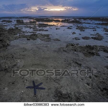 "Starfish at low tide at sunset on the coast of Tanna Island, Vanuatu, Oceania" View Large Photo Image Stock Image - "Starfish at low tide at sunset on the coast of Tanna Island, Vanuatu, Oceania". Fotosearch
