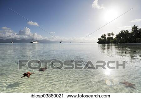 Stock Image - "Starfish in the crystal clear water of the Cayos Los Grullos island, San Blas Islands, Panama, North America". Fotosearch