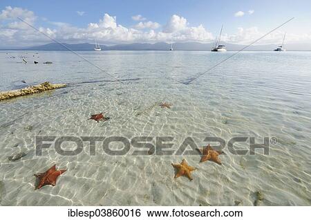 "Starfish in the crystal clear water of the Cayos Los Grullos island, San Blas Islands, Panama, North America" View Large Photo Image Stock Photograph - "Starfish in the crystal clear water of the Cayos Los Grullos island, San Blas Islands, Panama, North America". Fotosearch