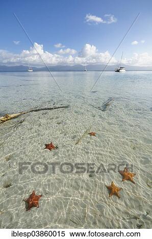 "Starfish in the crystal clear water of the Cayos Los Grullos island, San Blas Islands, Panama, North America" View Large Photo Image Stock Photography - "Starfish in the crystal clear water of the Cayos Los Grullos island, San Blas Islands, Panama, North America". Fotosearch