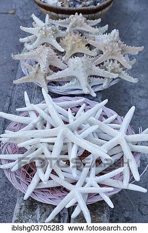 "Starfish on sale, Rab, Rab, Primorje-Gorski Kotar, Croatia, Europe" View Large Photo Image Stock Image - "Starfish on sale, Rab, Rab, Primorje-Gorski Kotar, Croatia, Europe". Fotosearch