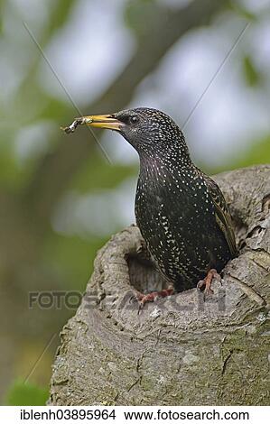 Picture - "Starling or Common Starling (Sturnus vulgaris), Emsland, Lower Saxony, Germany, Europe". Fotosearch