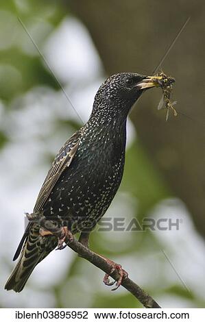 Stock Image - "Starling or Common Starling (Sturnus vulgaris), Emsland, Lower Saxony, Germany, Europe". Fotosearch