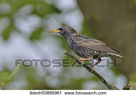 "Starling or Common Starling (Sturnus vulgaris), Emsland, Lower Saxony, Germany, Europe" View Large Photo Image Stock Image - "Starling or Common Starling (Sturnus vulgaris), Emsland, Lower Saxony, Germany, Europe". Fotosearch