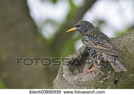 Stock Photo - "Starling or Common Starling (Sturnus vulgaris), Emsland, Lower Saxony, Germany, Europe". Fotosearch