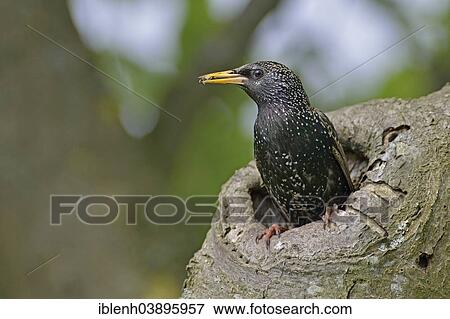 "Starling or Common Starling (Sturnus vulgaris), Emsland, Lower Saxony, Germany, Europe" View Large Photo Image Stock Photo - "Starling or Common Starling (Sturnus vulgaris), Emsland, Lower Saxony, Germany, Europe". Fotosearch