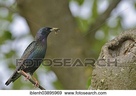 "Starling or Common Starling (Sturnus vulgaris), Emsland, Lower Saxony, Germany, Europe" View Large Photo Image Stock Photo - "Starling or Common Starling (Sturnus vulgaris), Emsland, Lower Saxony, Germany, Europe". Fotosearch