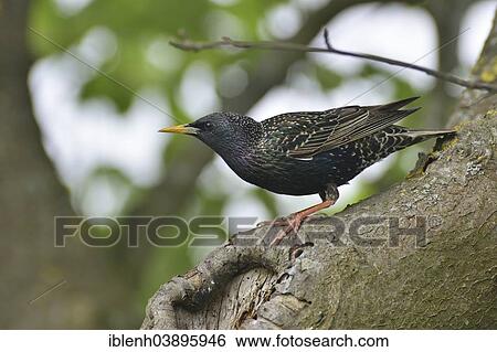 Stock Photograph - "Starling or Common Starling (Sturnus vulgaris), Emsland, Lower Saxony, Germany, Europe". Fotosearch